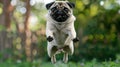 Cute Happy Pug Dog Jumping. AI Generative Royalty Free Stock Photo