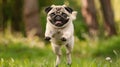 Cute Happy Pug Dog Jumping. AI Generative Royalty Free Stock Photo