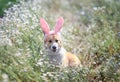 Cute happy puppy dog red Corgi in festive Easter pink rabbit ears on meadow lies in white chamomile flowers on a Sunny clear day Royalty Free Stock Photo