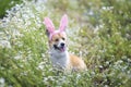 happy puppy dog red Corgi in festive Easter pink rabbit ears on meadow lies in white chamomile flowers on a Sunny clear day