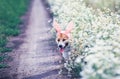 Cute happy puppy dog red Corgi in festive Easter pink rabbit ears on meadow sit on white flowers chamomile in Sunny Royalty Free Stock Photo