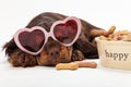 Cute Happy Puppy Dog Wearing Heart Shaped Sunglasses Sleeping by Bowl of Biscuits
