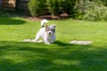 A cute, happy puppy running on green summer grass Royalty Free Stock Photo