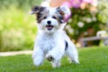 Cute, happy puppy running on summer green grass Royalty Free Stock Photo