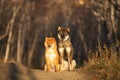 Cute and happy red shiba inu dog and shikoku dog sitting in the forest at sunset in fall Royalty Free Stock Photo