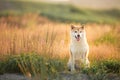 Cute and happy Red Shiba inu dog sitting in the field in summer at sunset