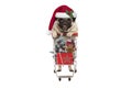 Cute happy seasonal pug puppy dog with shopping cart full of christmas decoration, candy and tree