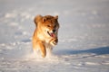 Cute and happy shiba inu puppy running on the snow in the winter field. Lovely japanese red shiba inu dog Royalty Free Stock Photo