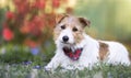 Cute happy small pet dog puppy smiling in the grass with flowers Royalty Free Stock Photo