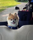 Cute, Happy, Smiling, Pomeranian Dog in Golf Cart on Golf Course.