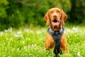 Cute happy smiling vizsla puppy enjoying walk through meadow full of flowers. Happy dog portrait outdoors.