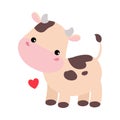 Cute happy spotted baby cow with red heart. Adorable farm animal character cartoon vector illustration Royalty Free Stock Photo