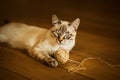 A cute happy tabby Thai kitten is lying on the wooden floor, having played enough with a ball of hemp rope. Pets and household Royalty Free Stock Photo