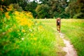 Cute happy vizsla puppy running through meadow full of flowers. Happy dog portrait outdoors.