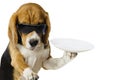 Cute and happy waiter in a restaurant is holding an empty plate