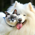 cute happy white dog and cat huging love together. dog smiling. Royalty Free Stock Photo