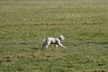 Cute happy white newborn lamb is running across a meadow lot of copy space