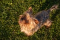 Cute, happy Yorkshire Terrier dog from above, standing on grass looking up Royalty Free Stock Photo