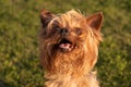 Cute happy Yorkshire Terrier dog portrait, looking up eagerly