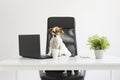 Cute happy young dog working on laptop at the office. pets indoors. Table with mobile phone, tablet and a plant