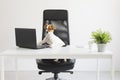 Cute happy young dog working on laptop at the office. pets indoors. Table with mobile phone, tablet and a plant