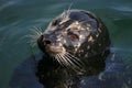 Cute Harbor Seal