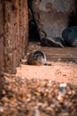 Cute harbor seal basking in the sun on a sandy beach next to an imposing rocky shoreline