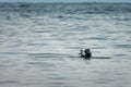 Cute harbor seal common seal on a rock on Ytri Tunga beach; on Snaefellsness peninsula Iceland Royalty Free Stock Photo