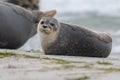 Cute harbor seal looking at the camera while basking on the shore.