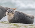 Cute harbor seal looking at the camera while basking on the shore.