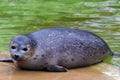 Harbor seal Phoca vitulina Royalty Free Stock Photo