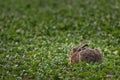 Cute hare in green field on a summer day