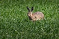 Cute hare in green field on a summer day