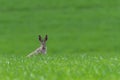 Cute hare sitting in spring grass. Wildlife scene from nature