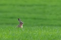 Cute hare sitting in spring grass. Wildlife scene from nature