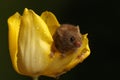 Harvest mouse climbing on yellow tulip Royalty Free Stock Photo