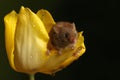 Harvest mouse climbing on yellow tulip Royalty Free Stock Photo