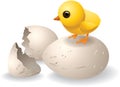 Cute Hatched Chick Vector Royalty Free Stock Photo