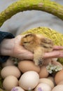 cute hatched tiny chick sits in a female hand against backdrop of freshly picked chicken eggs Royalty Free Stock Photo