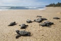 Sea turtle hatchling baby group hawksbill Eretmochelys specie imbricata crawling to the sea from nest at Praia do Forte beach Royalty Free Stock Photo