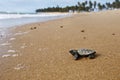 Cute hatchling baby hawksbill sea turtle Eretmochelys imbricata crawling  to the sea after leaving the nest at the beach on Royalty Free Stock Photo