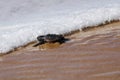 Cute hatchling baby loggerhead sea turtle caretta caretta crawling to the sea after leaving the nest at the beach on Bahia