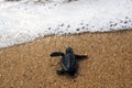 Baby sea turtle enter ocean at beach specie caretta caretta loggerhead crawls to sea Royalty Free Stock Photo