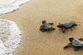 Cute hatchling baby loggerhead sea turtle caretta caretta crawling to the sea after leaving the nest at the beach on Bahia
