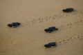 Cute hatchling baby loggerhead sea turtle caretta caretta crawling to the sea after leaving the nest at the beach on Bahia