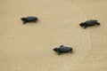 Cute hatchling baby loggerhead sea turtle caretta caretta crawling to the sea after leaving the nest at the beach on Bahia