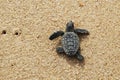 sea turtle baby hatchling caretta caretta crawling to the sea from nest at the beach on Bahia