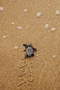 Baby sea turtle hatchling crawling to sea at beach. Endangered specie Loggerhead caretta caretta after leaving the nest at Praia d Royalty Free Stock Photo