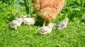 Cute hatchling chicks walking in the garden