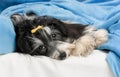 Cute Havanese dog in bed